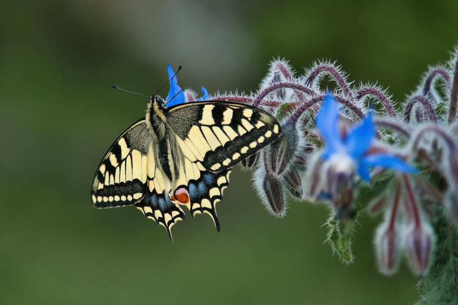 Butterfly on blue flower representing organic nature